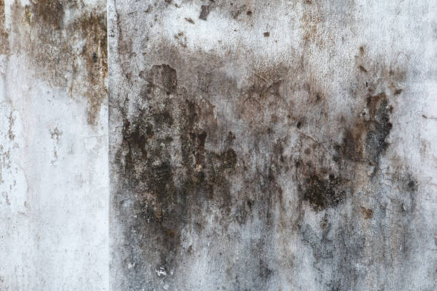 Asbestos and Lead Testing During Mold Inspection in University City, MO