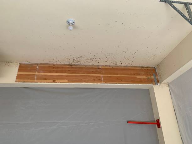 Best Attic Mold Removal  in University City, MO