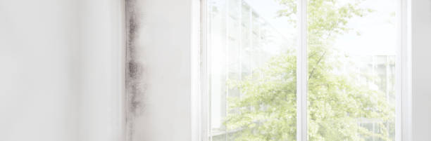 Best Environmental Consulting for Mold Prevention  in University City, MO