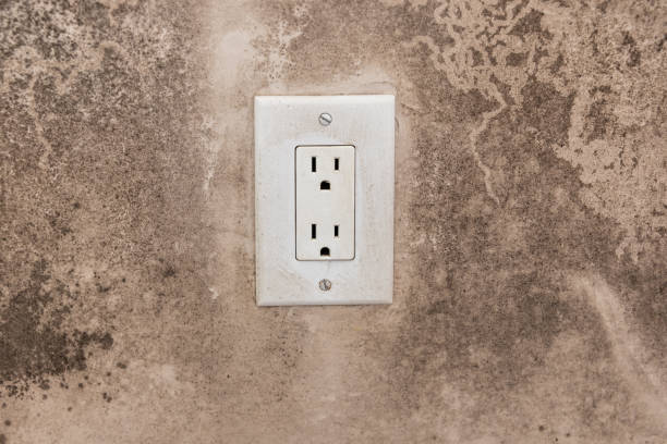 Reliable University City, MO Mold Removal Solutions