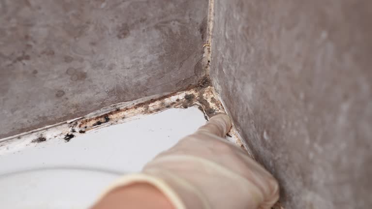 Best Commercial Mold Inspection  in University City, MO